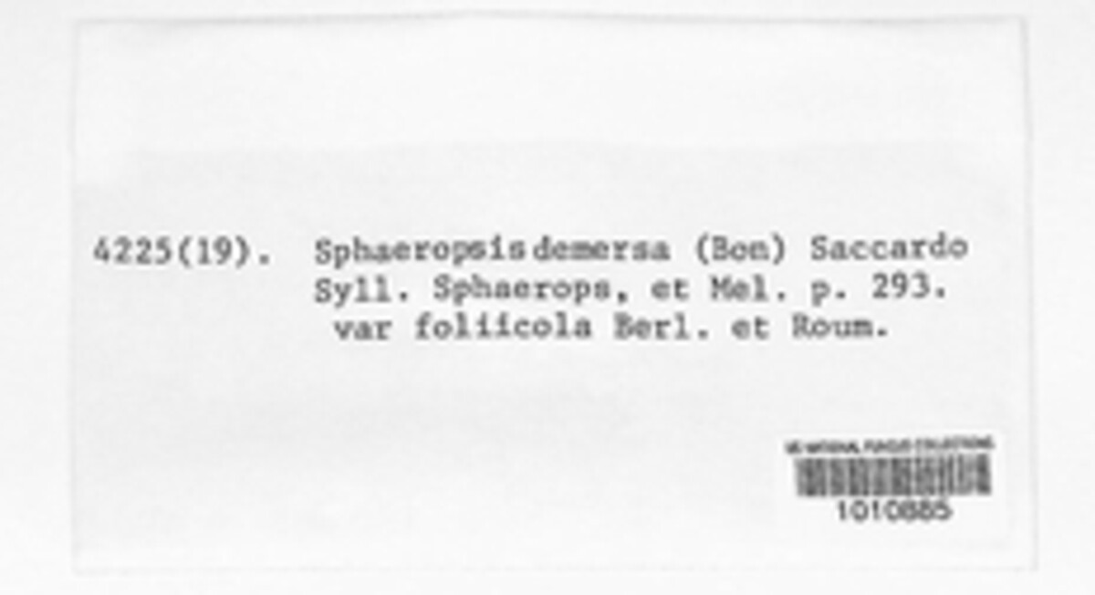Aplosporella demersa image